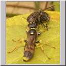 Mellinus arvensis - Kotwespe w23 mit Fliege.jpg